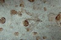Bibionidae sp